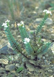 Veronica gibbsii. Habit. Mt Patriarch, Marlborough.
 Image: M.J. Bayly © Te Papa CC-BY-NC 3.0 NZ